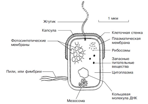 Строение клетки прокариот бактерии