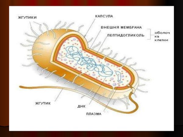 Строение бактериальной клетки 10 класс биология