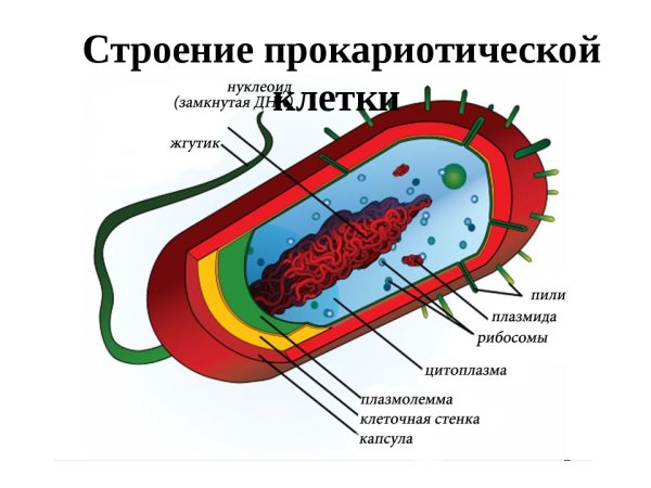 Схематическое изображение строения бактериальной клетки