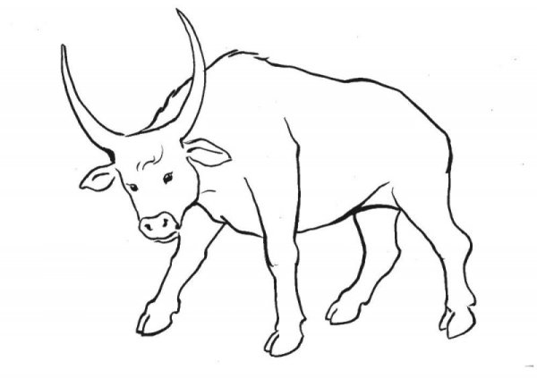 Бычок трафарет