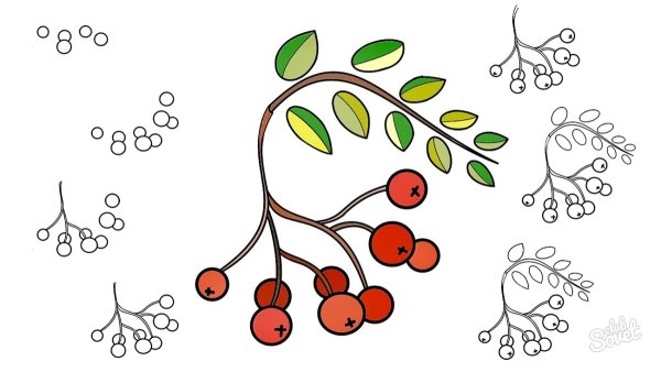 Ветка рябины