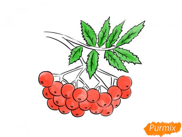 Кисть рябины рисунок