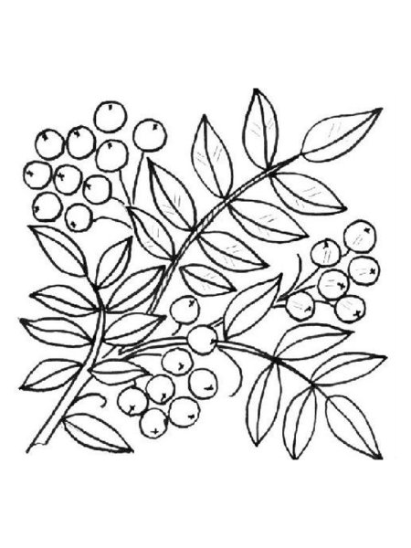 Ветка рябины рисунок легко