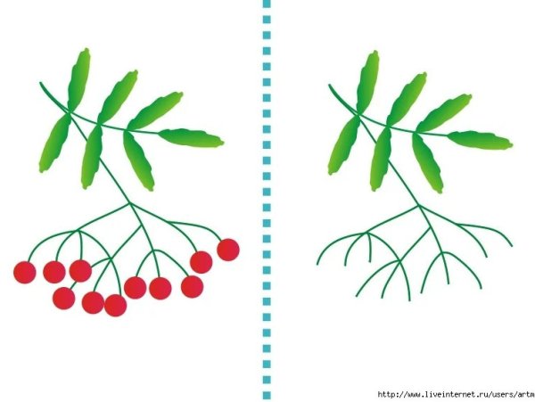 Рябина карандашом