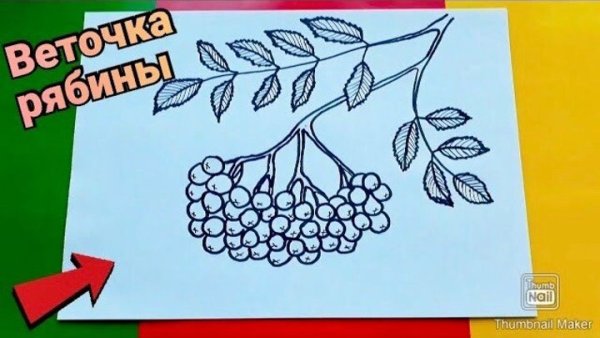 Ветки рябины для рисования карандаш