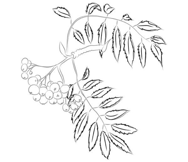 Как нарисовать ветку рябины поэтапно