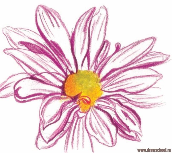 Цветы цветными карандашами для срисовки