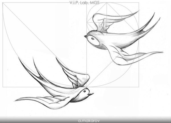 Рисунок ласточки эскиз