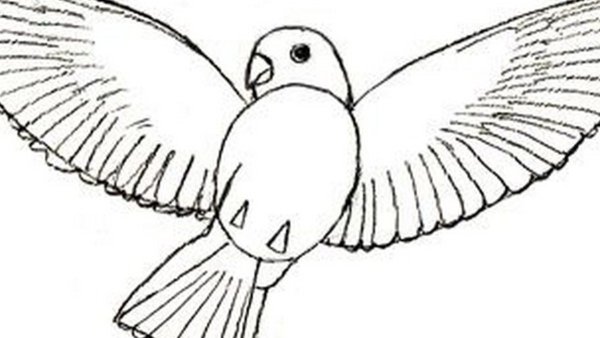 Галактическая птица рисунок карандашом