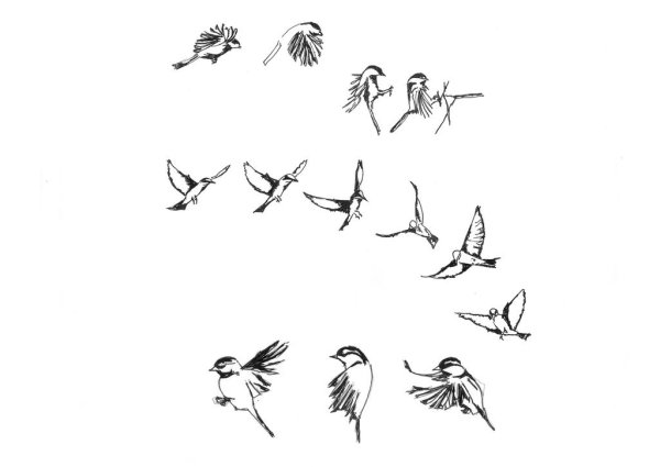 Птица в полете эскиз
