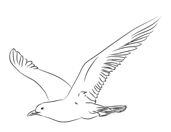 Чайки рисунок