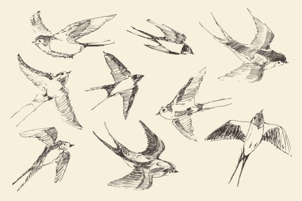 Набросок птицы в полете