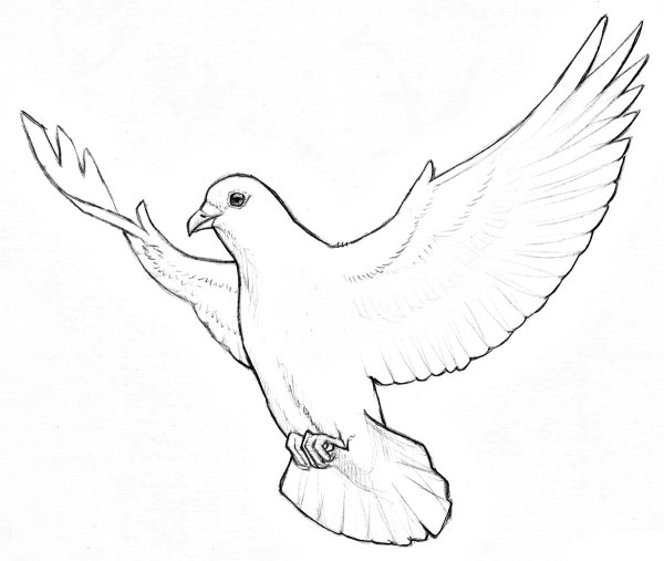 Нарисовать голубя карандашом