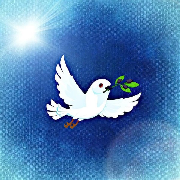 Контур летящего голубя