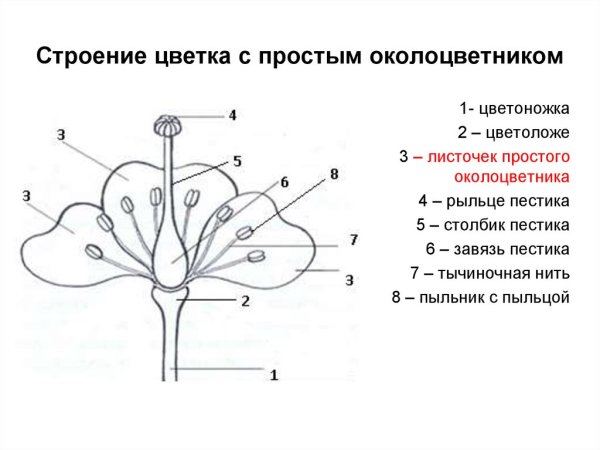 Цветок с двойным околоцветником схема