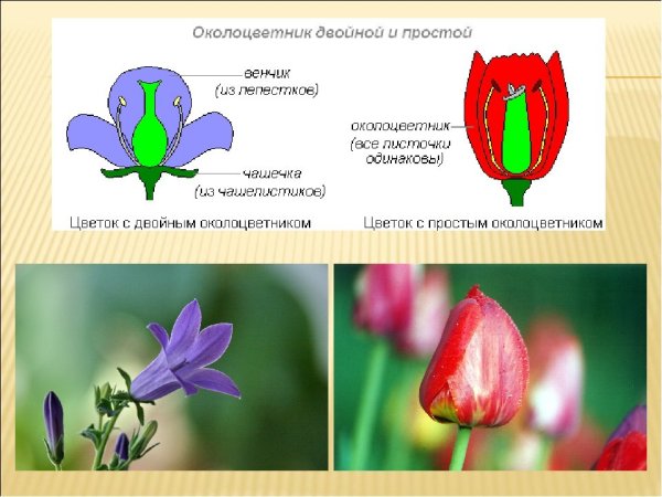 Строение цветков с двойным и простым околоцветником