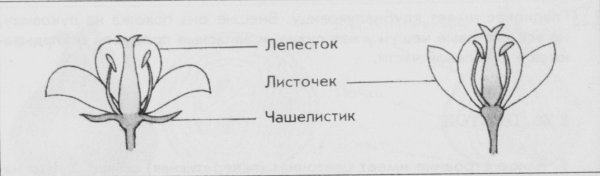 Строение цветков с двойным и простым околоцветником