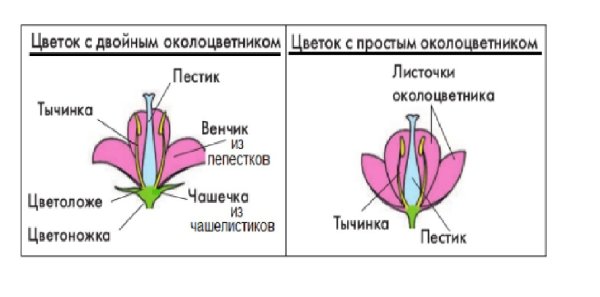 Цветки лилейных актиноморфные