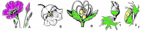 Схема строения цветка с простым околоцветником