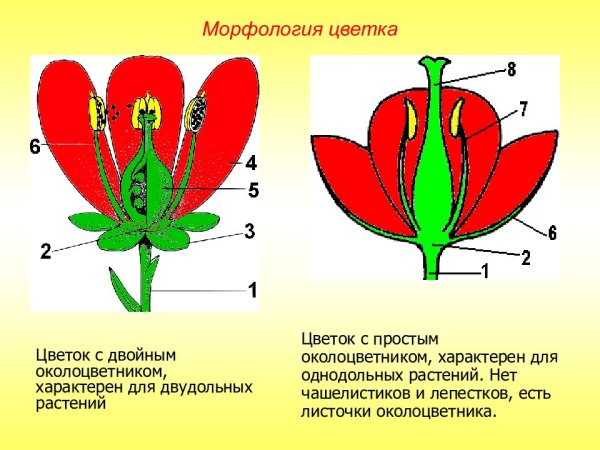 Схема цветка биология 6 класс