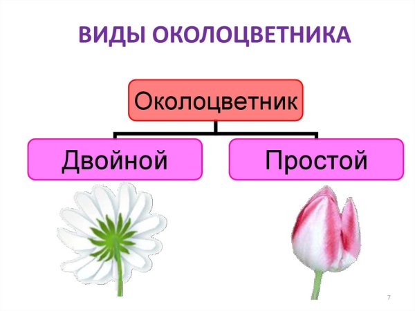 Околоцветник цветка яблони