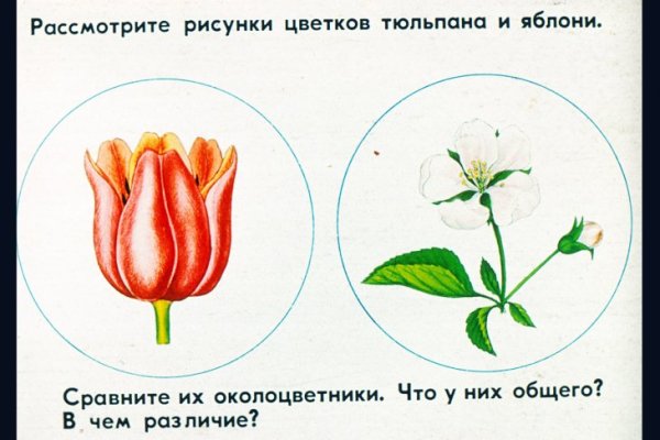 Околоцветник строение типы