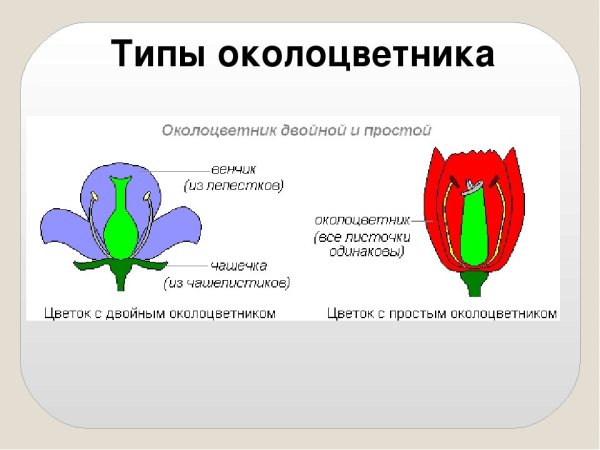 Типы околоцветника актиноморфный