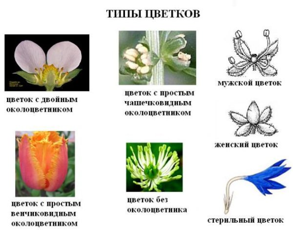 Венчиковидный околоцветник