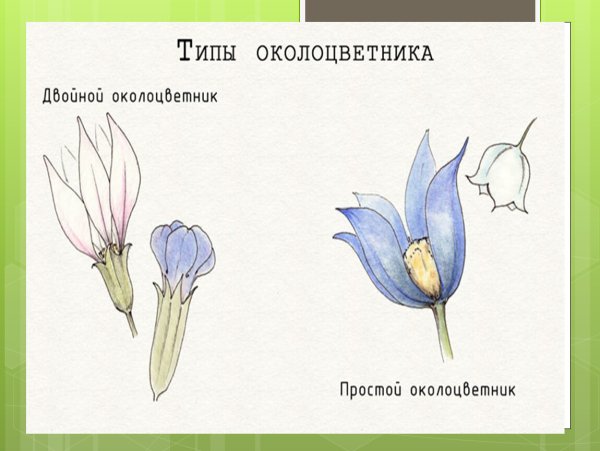 Строение околоцветника венчик