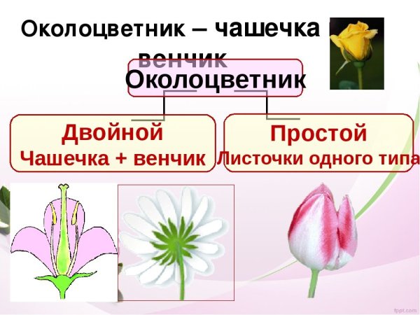 Строение цветка с простым околоцветником