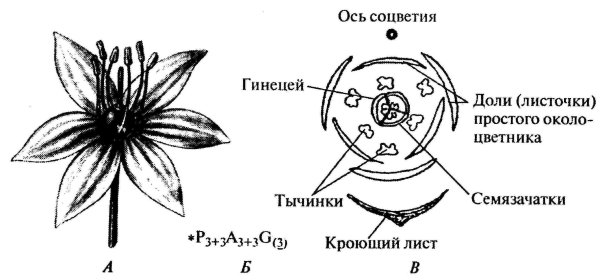 Строение цветка околоцветник схема