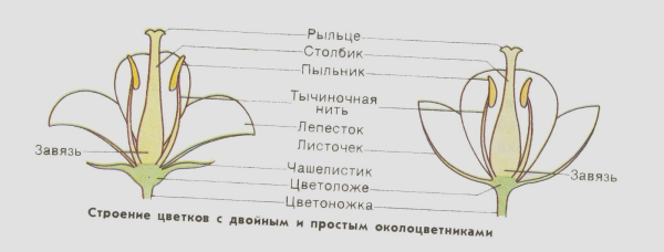 Цветок с правильным околоцветником