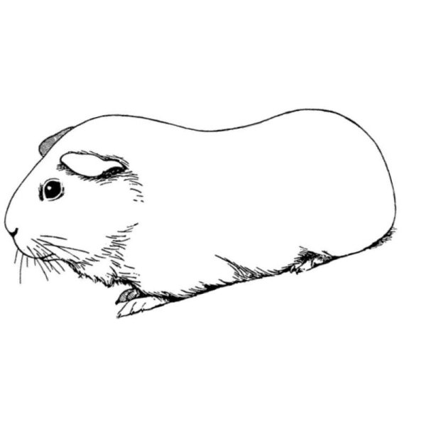 Раскраска морская Свинка