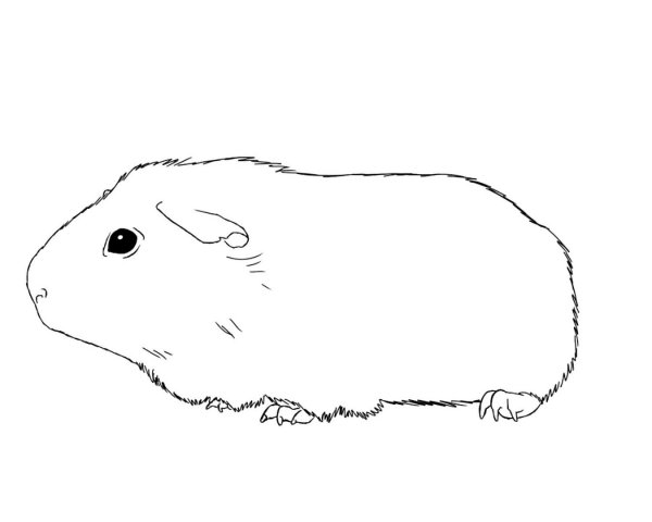 Раскраска морская Свинка