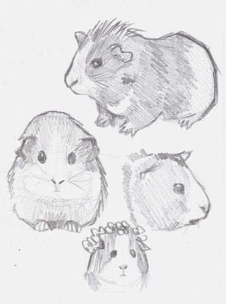 Морские свинки рисунки для срисовки