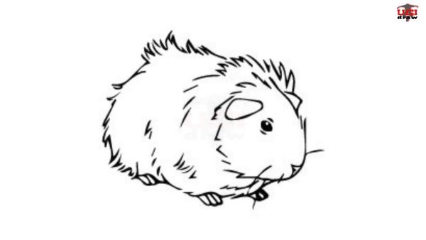 Раскраска морская Свинка