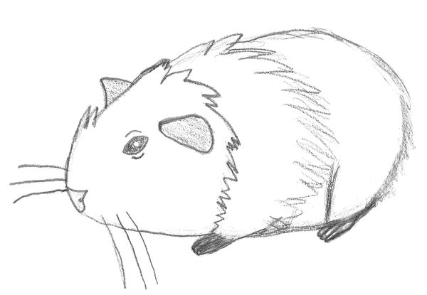 Рисование морская Свинка