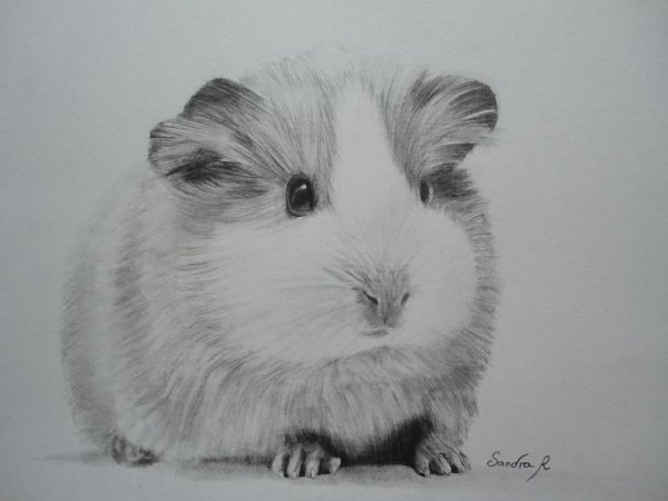 Раскраска морская Свинка