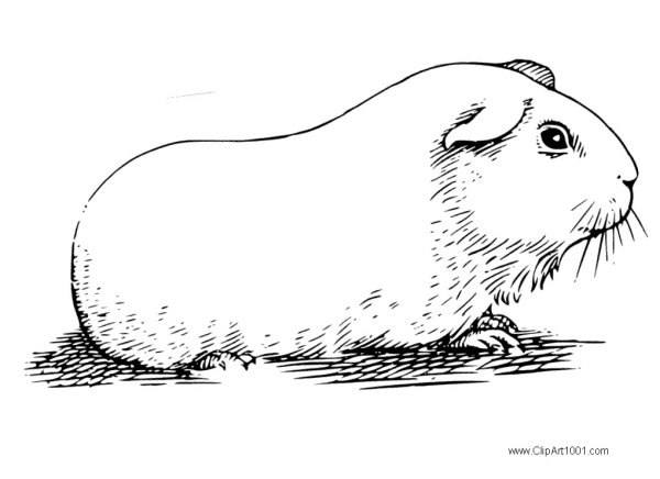 Поэтапное рисование хомяка