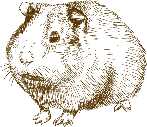 Раскраска морская Свинка