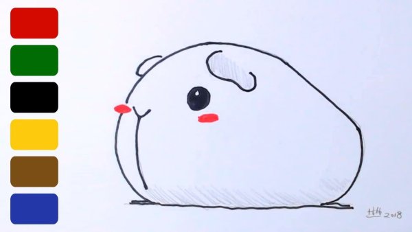 Наброски морских свинок