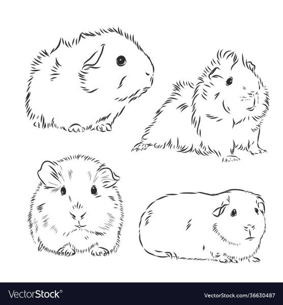 Морская Свинка карандашом