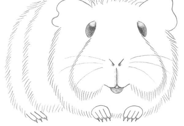 Морская Свинка карандашом