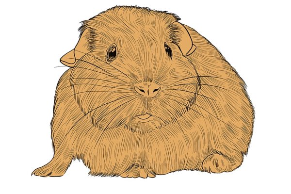 Нарисовать морскую свинку