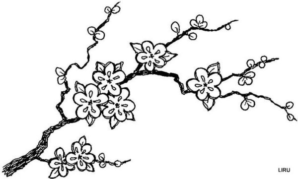 Рододендрон Даурский багульник карандаш