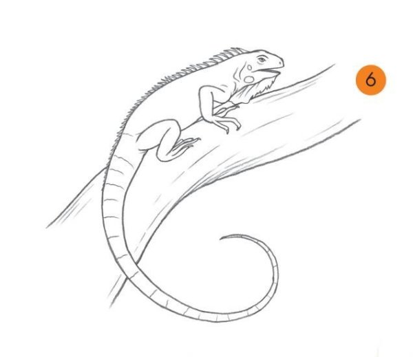 Игуана эскиз