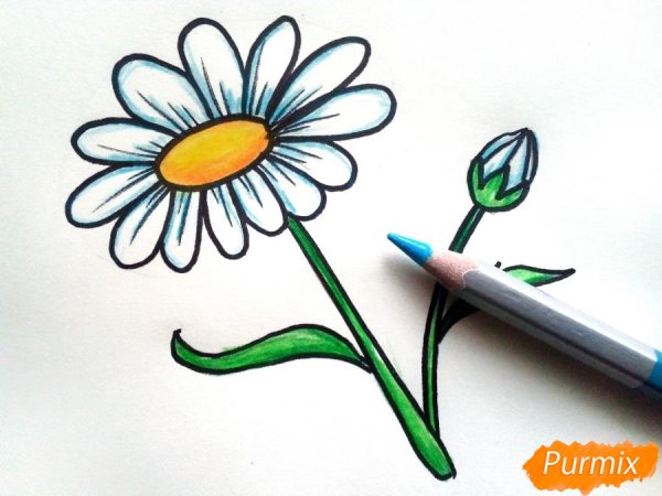 Поэтапное рисование ромашки