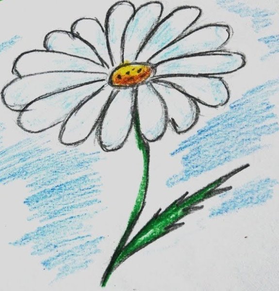 Рисунок ромашки карандашом для детей 7 лет