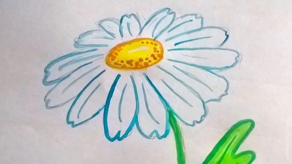 Нарисовать ромашку