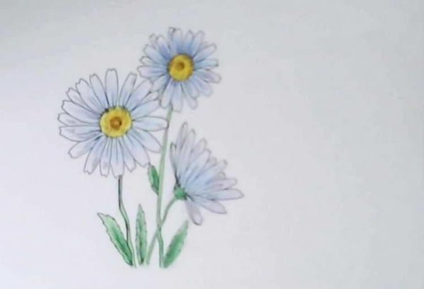 Ромашка карандашом